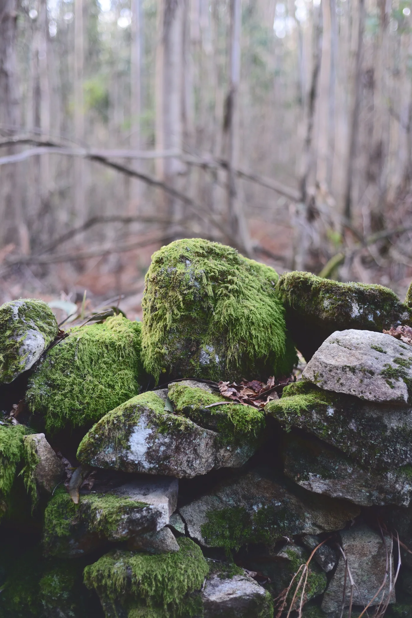 Close-up of green moss growing across natural rocks